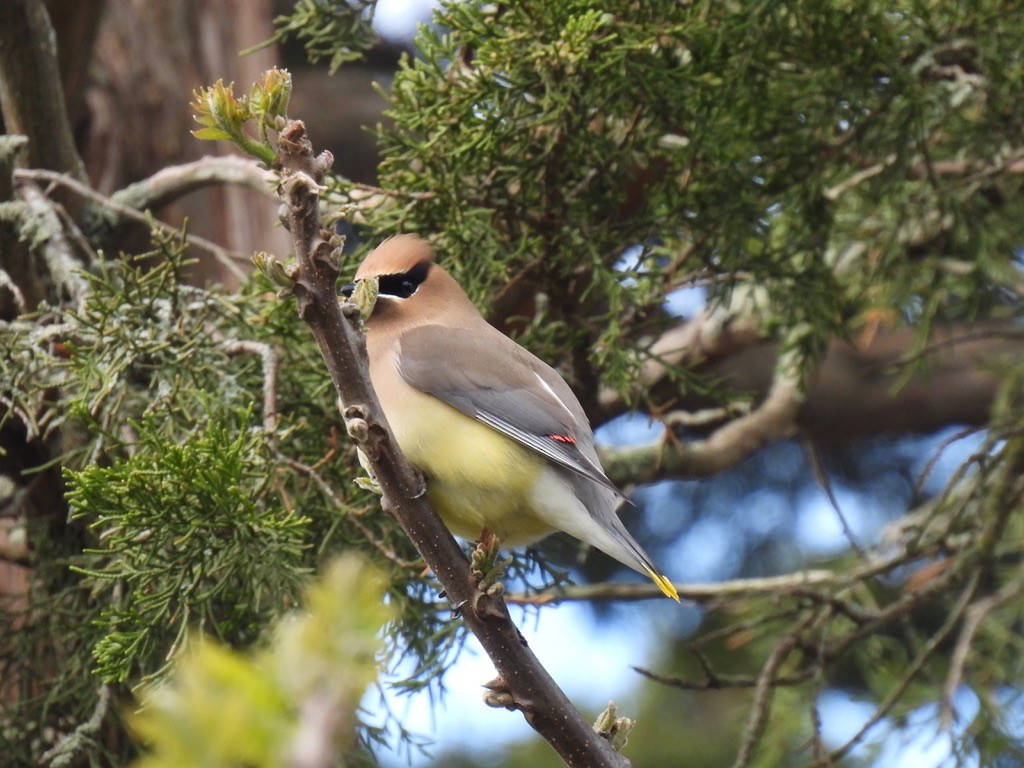 Cedar Waxwing - Nasketucket Bird Club