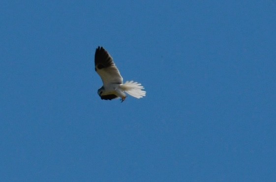 White-tailed Kite - Tod Pohlmann