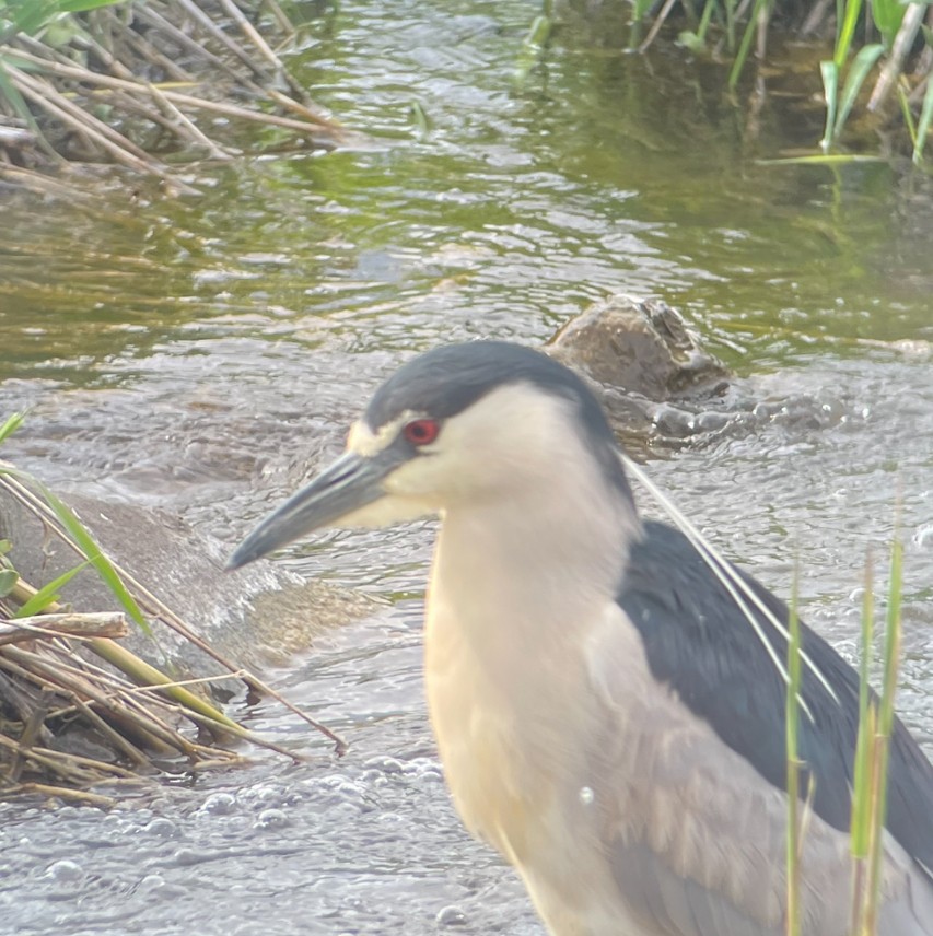 Black-crowned Night Heron - Christopher Cloutier