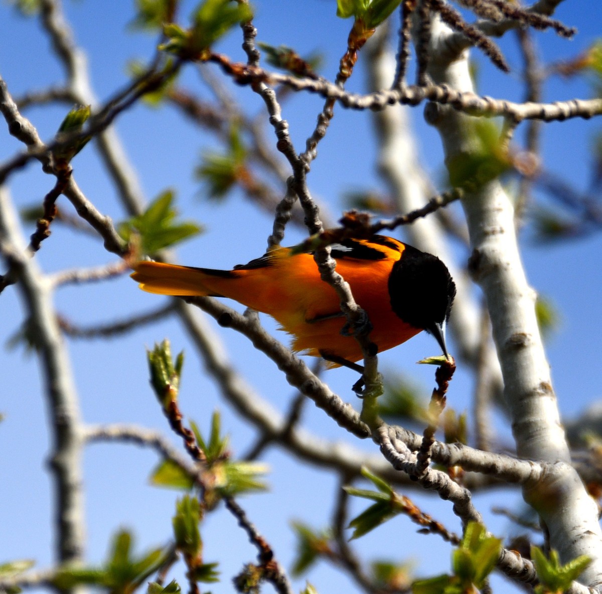 Baltimore Oriole - Dominic Thibeault