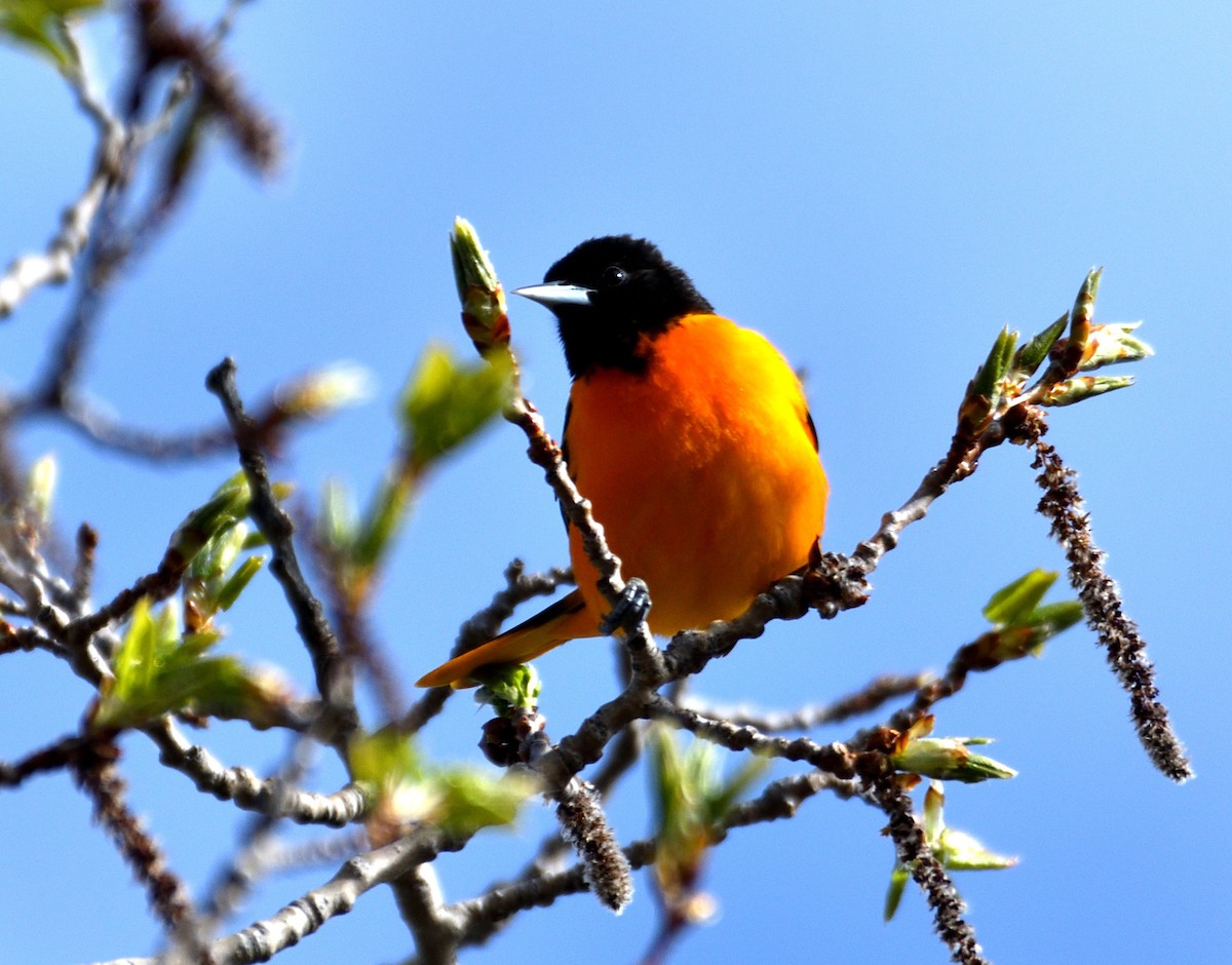 Baltimore Oriole - Dominic Thibeault