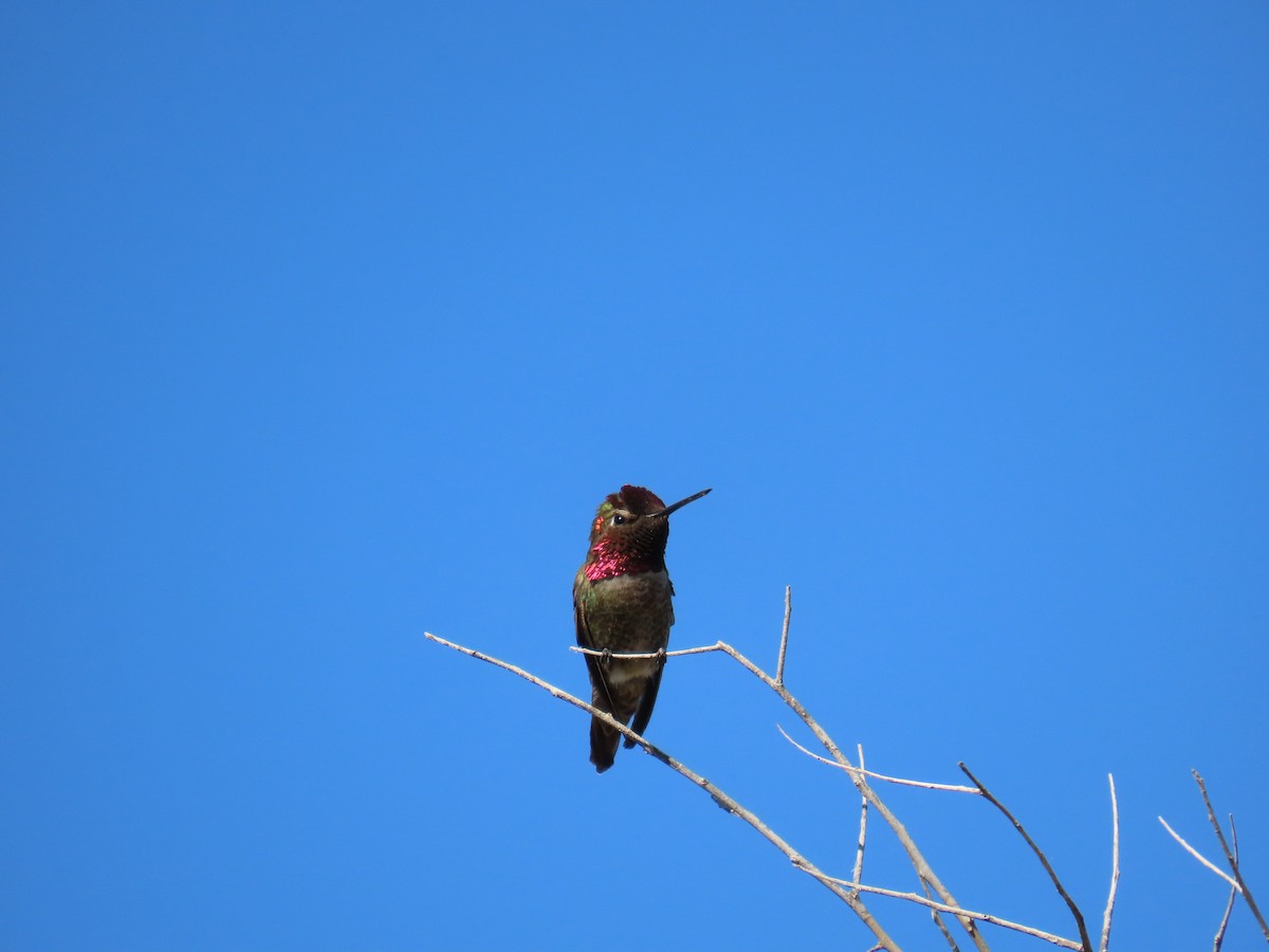 Anna's Hummingbird - ML618863206