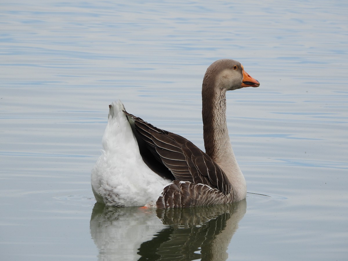 Graylag x Swan Goose (hybrid) - ML618863260