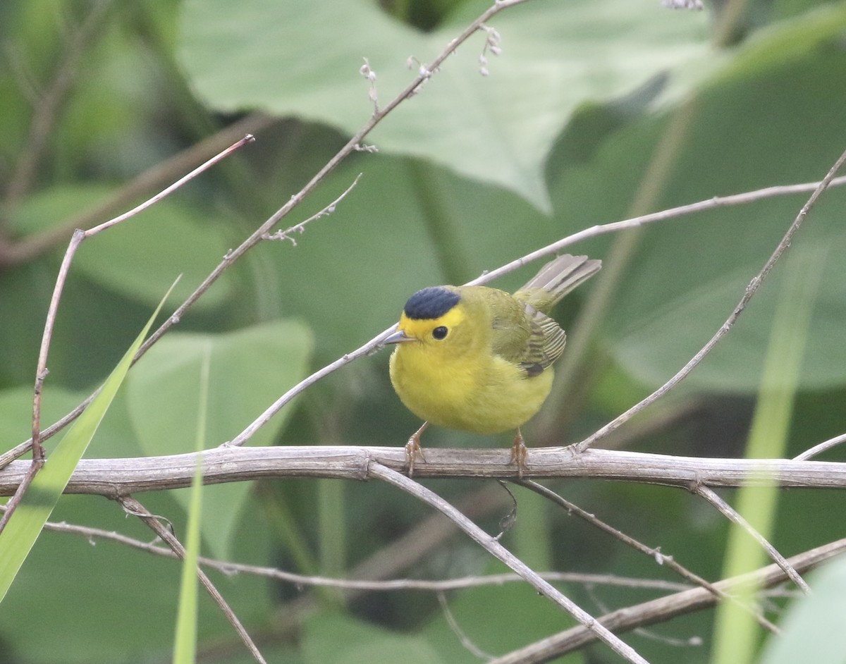 Wilson's Warbler - Anthony V. Ciancimino