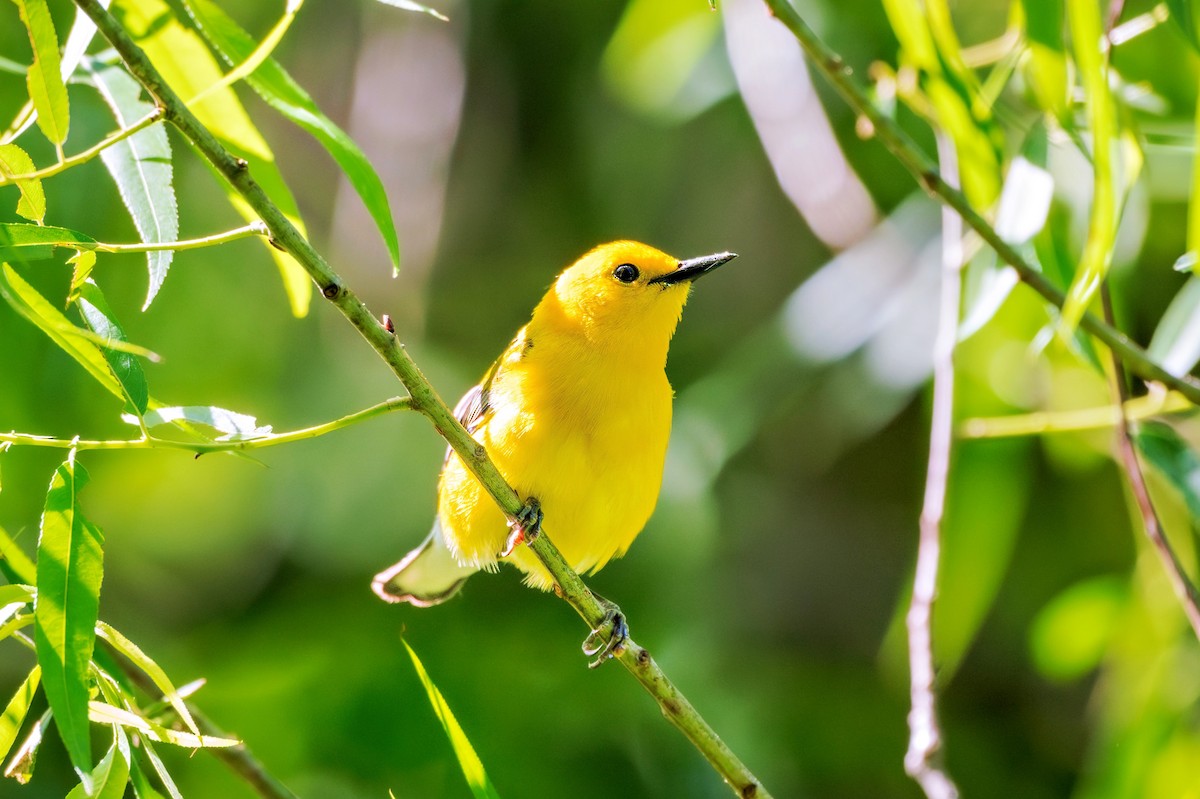 Prothonotary Warbler - ML618863305