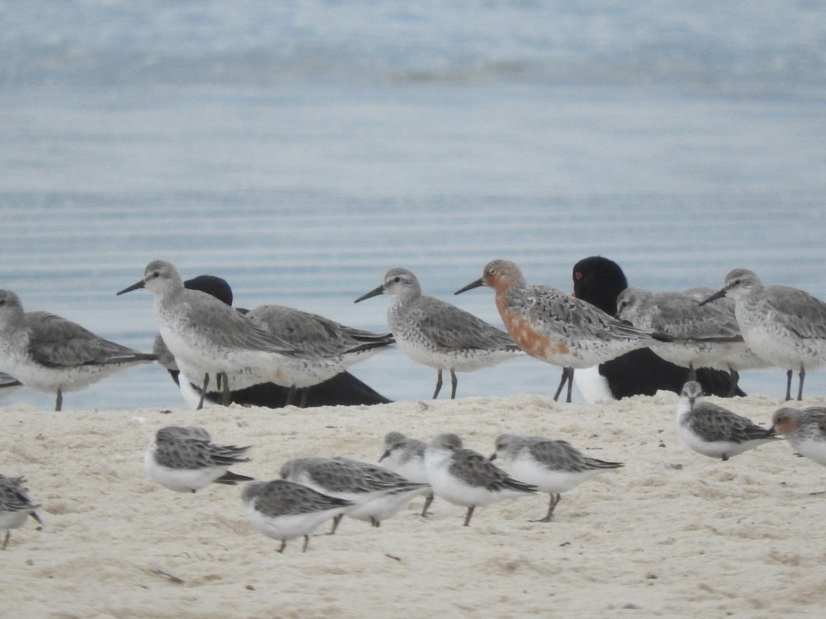 Red Knot - ML618863375