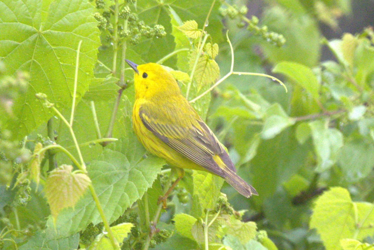 Yellow Warbler - David Bennett