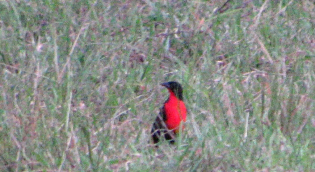 Red-breasted Meadowlark - ML618863386