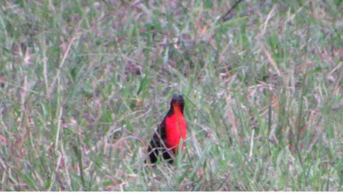 Red-breasted Meadowlark - ML618863387