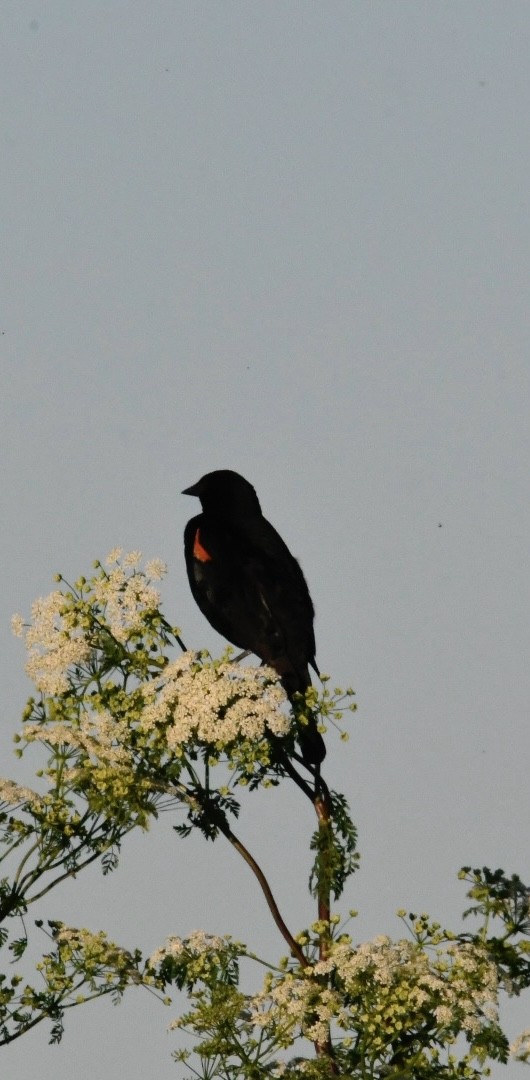 Red-winged Blackbird - Tod Pohlmann