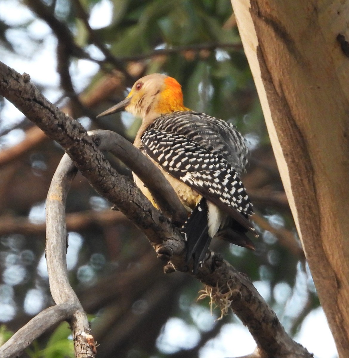 Golden-fronted Woodpecker - Guadalupe Esquivel Uribe