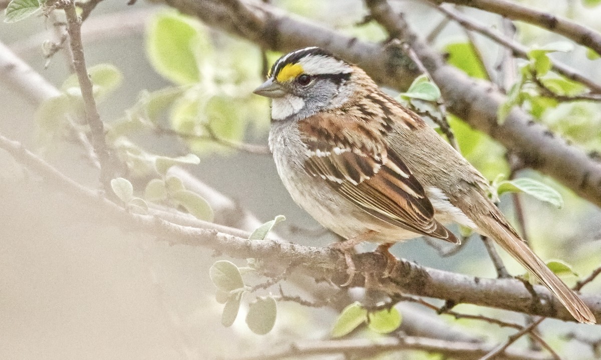 White-throated Sparrow - Joel Weatherly