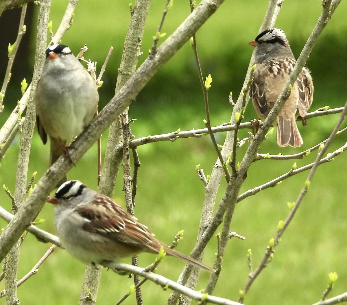 White-crowned Sparrow - John Grossa