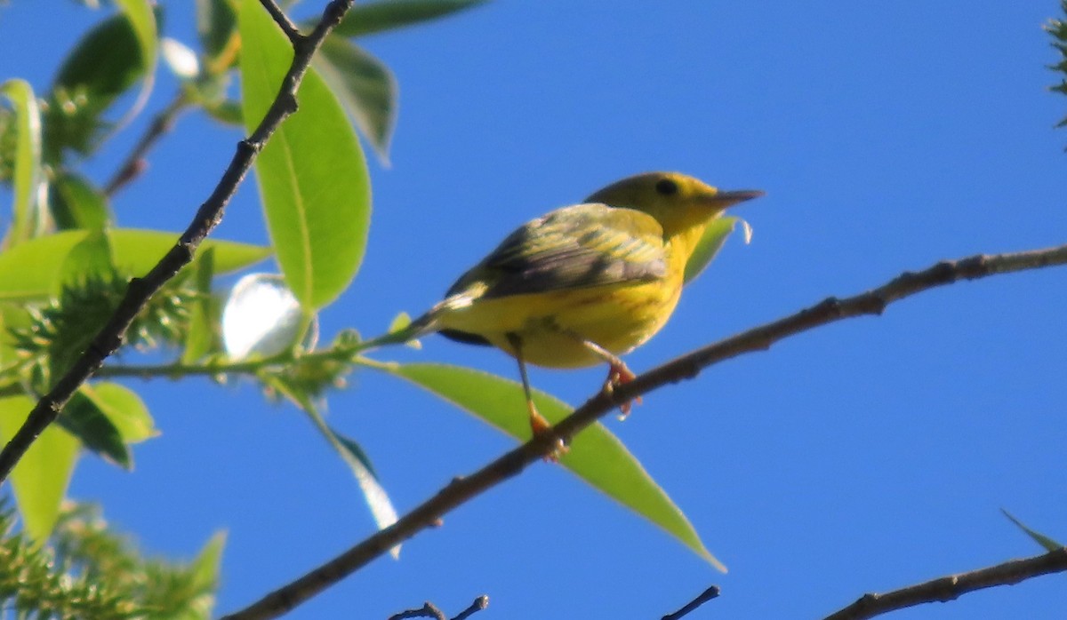 Yellow Warbler - Linda Archer