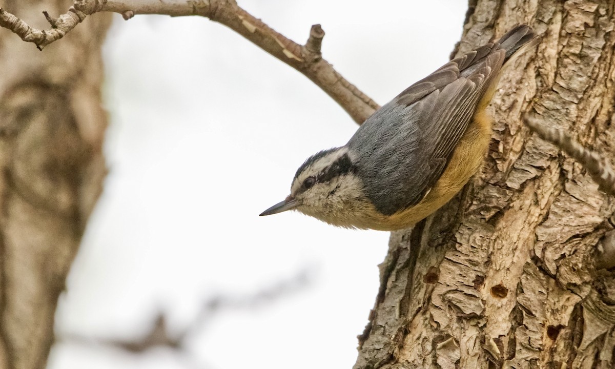 Red-breasted Nuthatch - ML618863490