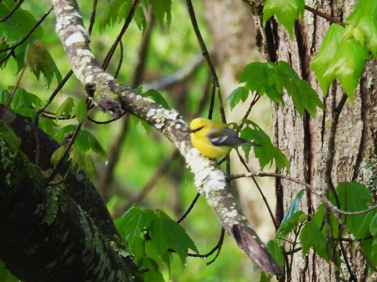 Blue-winged Warbler - Kimberly Berry