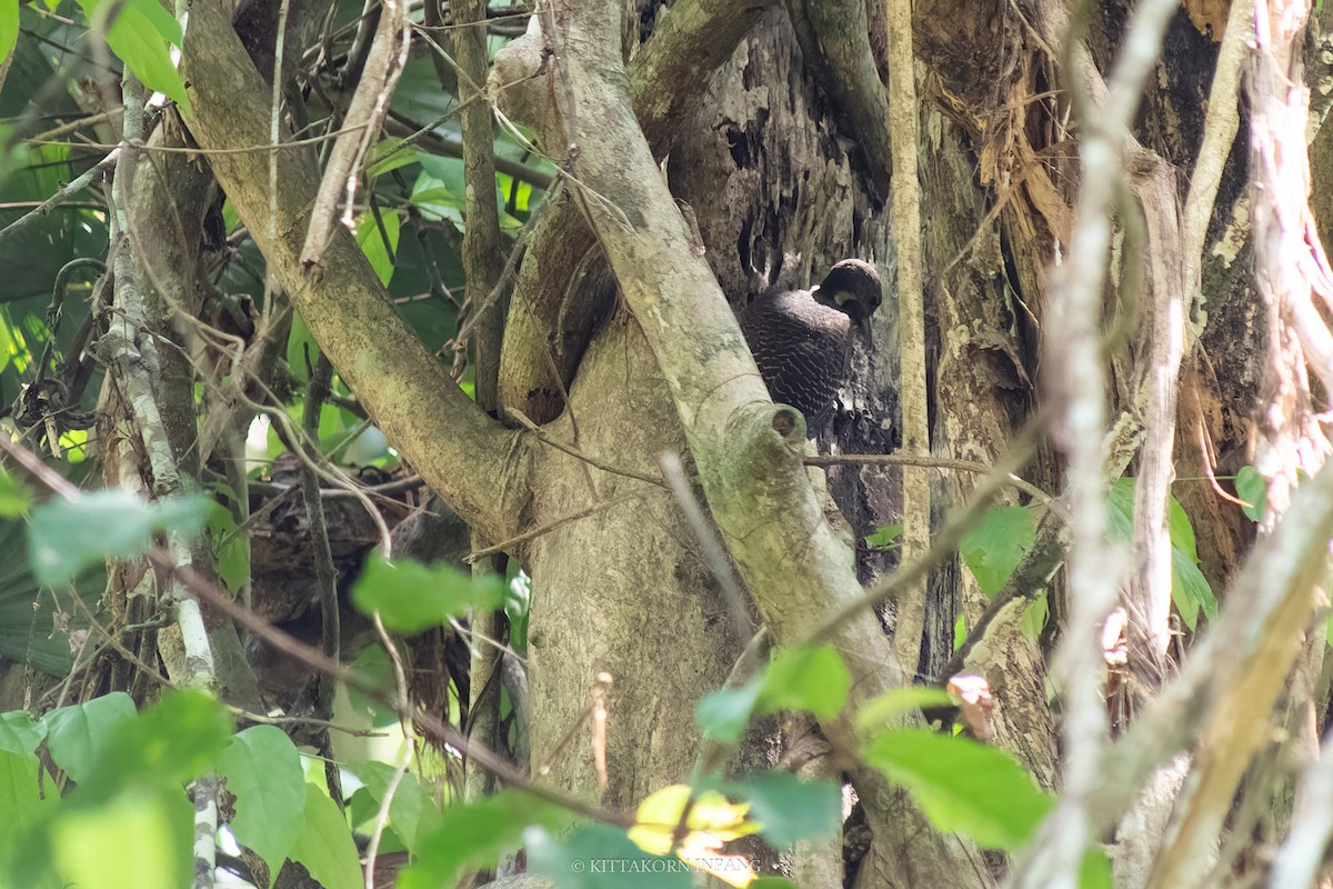 Buff-necked Woodpecker - Kittakorn Inpang