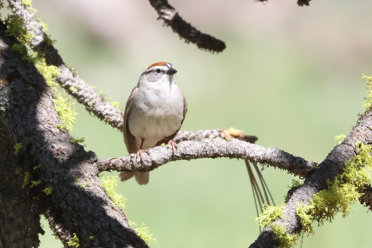 Chipping Sparrow - ML618863580