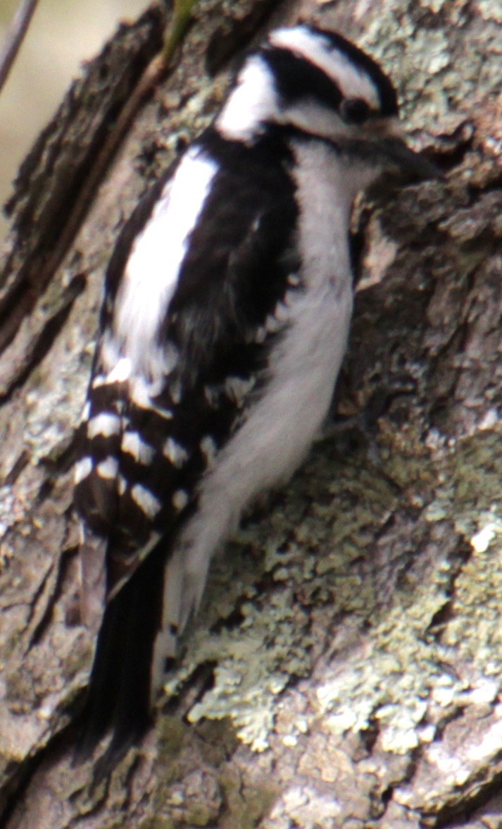 Downy Woodpecker (Eastern) - Samuel Harris
