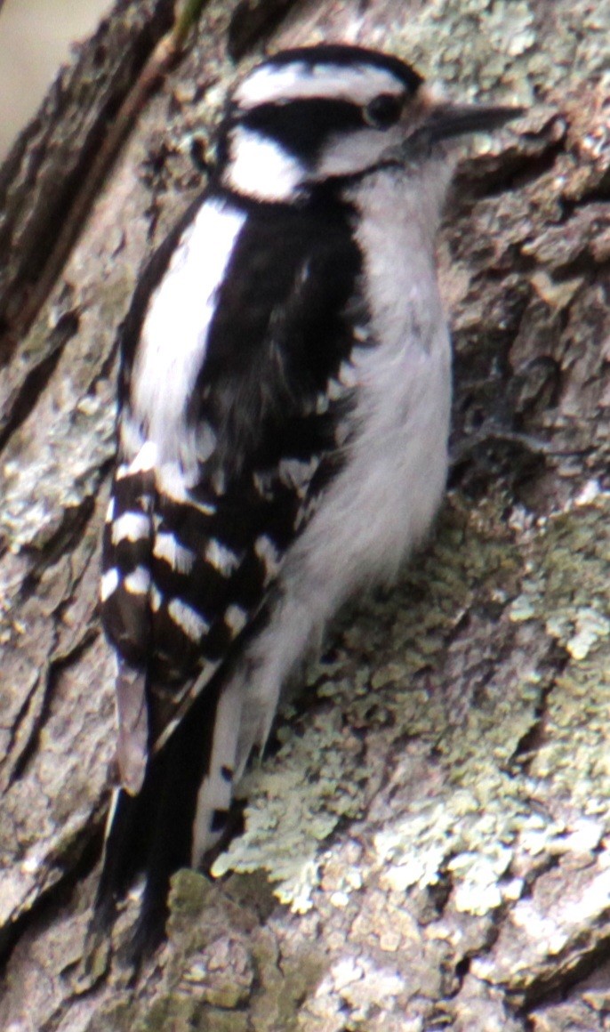 Downy Woodpecker (Eastern) - ML618863611