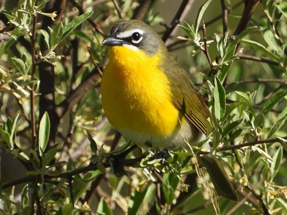 Yellow-breasted Chat - Mary Leigh