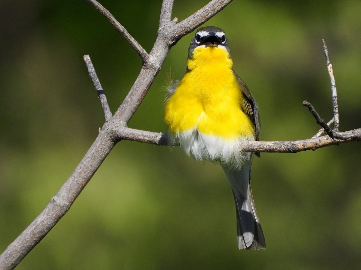 Yellow-breasted Chat - ML618863631