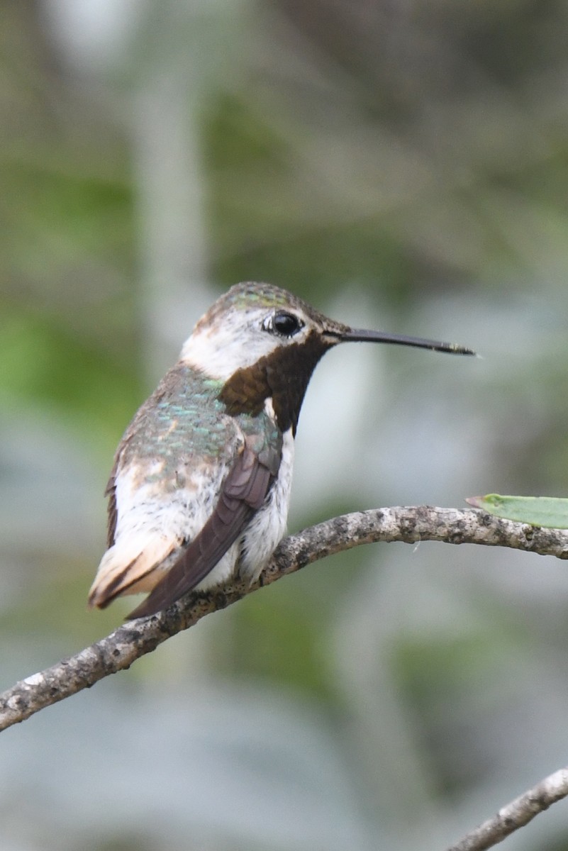 Allen's Hummingbird - ML618863662