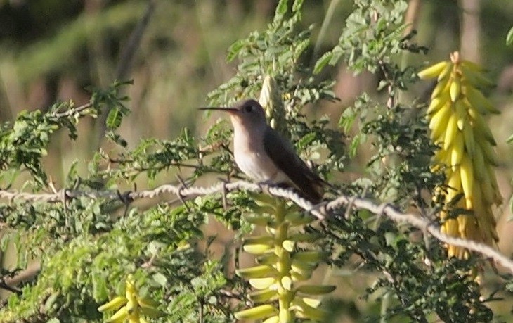 kolibřík rusoprsý - ML618863685