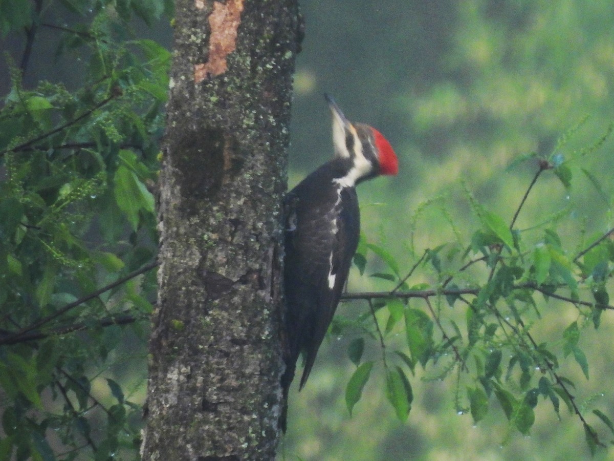 Pileated Woodpecker - ML618863687