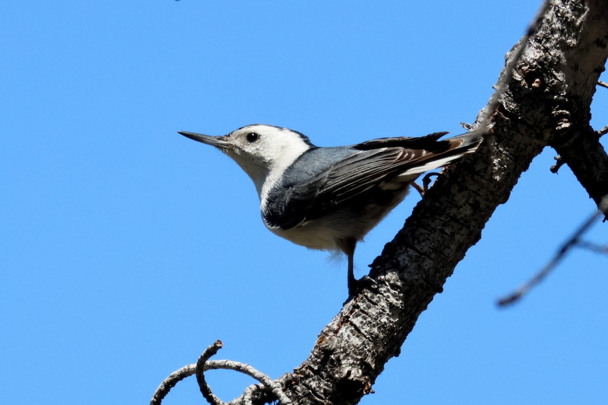 White-breasted Nuthatch - James Cummins
