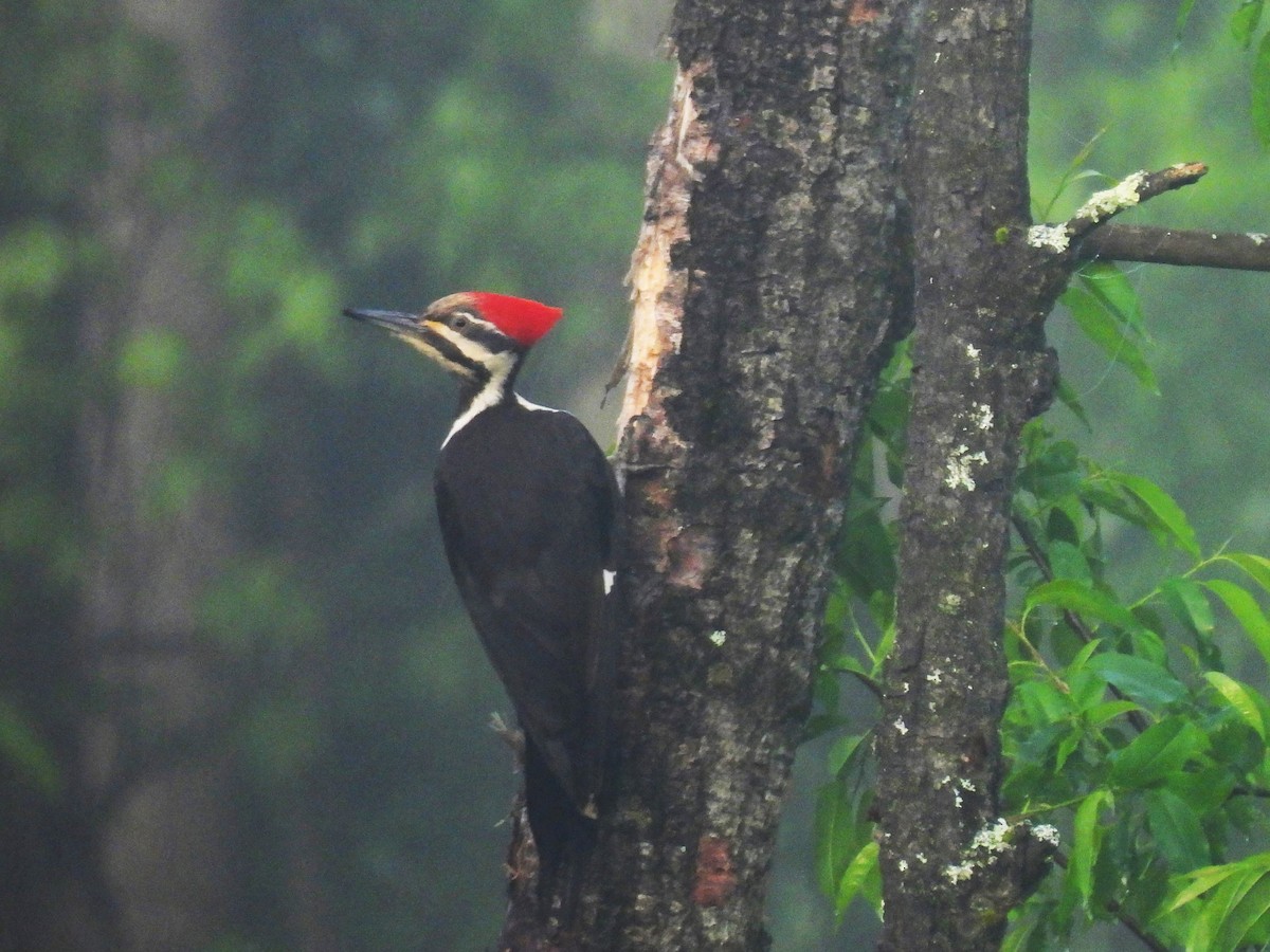 Pileated Woodpecker - ML618863702