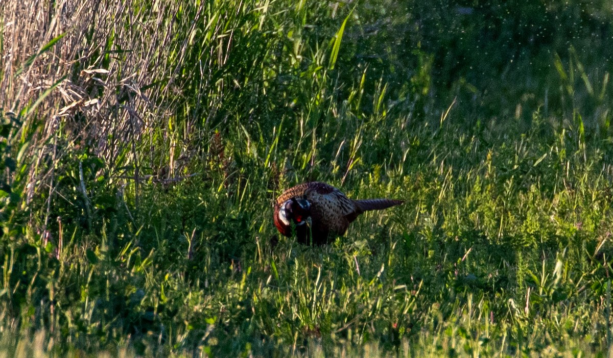 Ring-necked Pheasant - Mhairi McFarlane