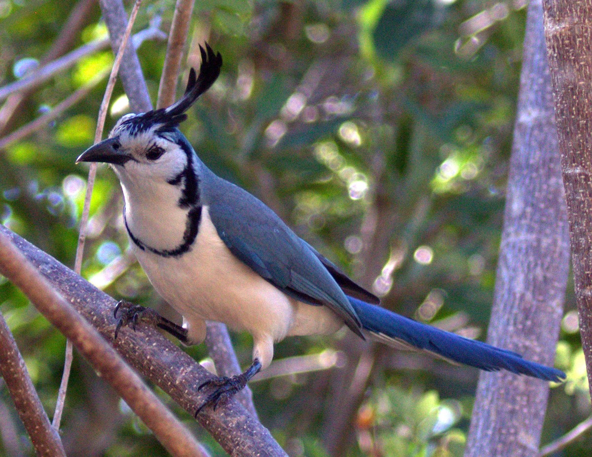 White-throated Magpie-Jay - ML618863756