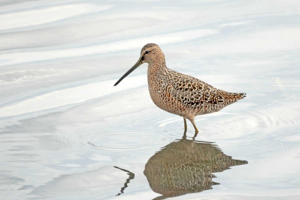 Long-billed Dowitcher - ML618863766