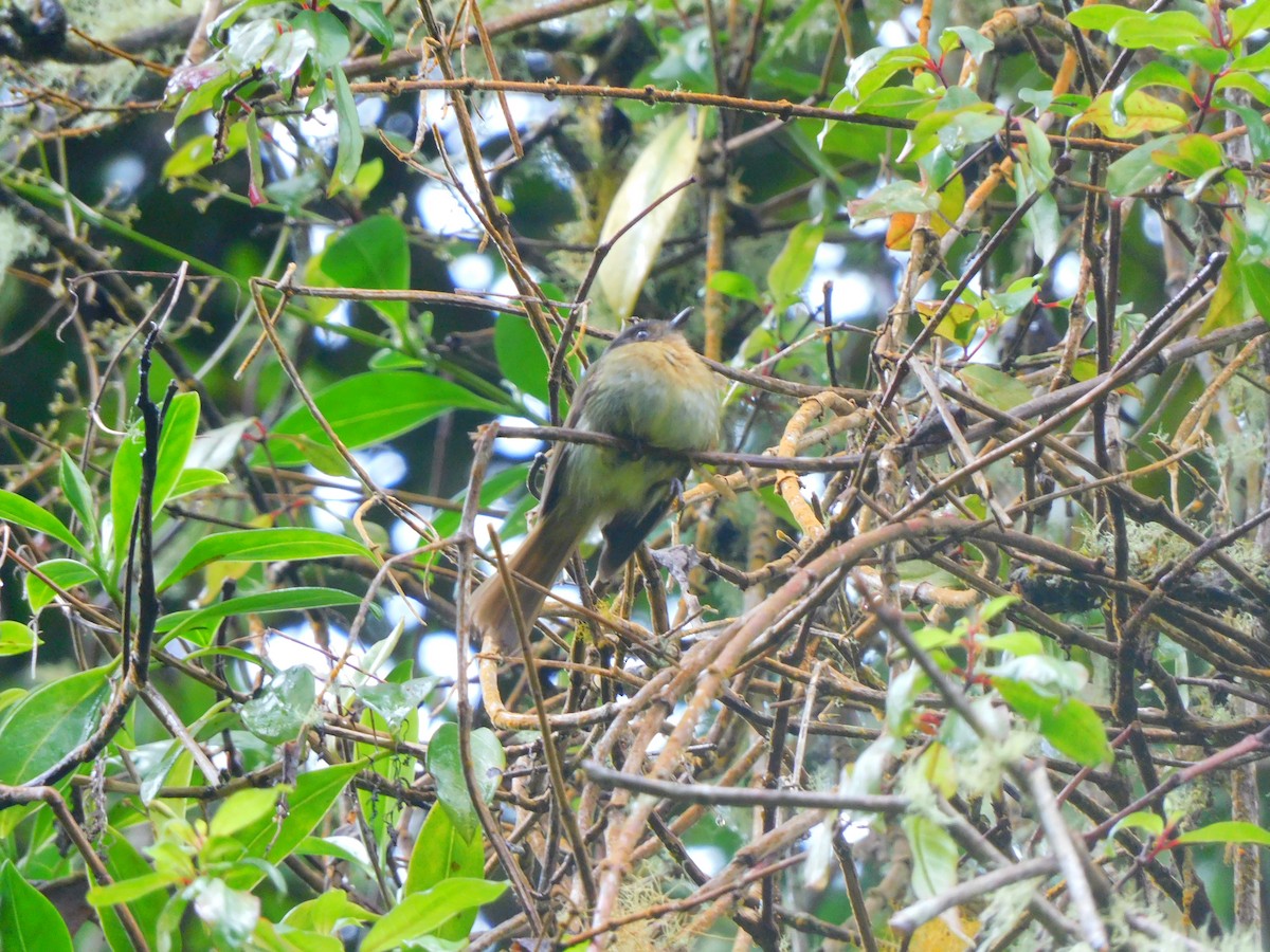 Rufous-breasted Flycatcher - ML618863787