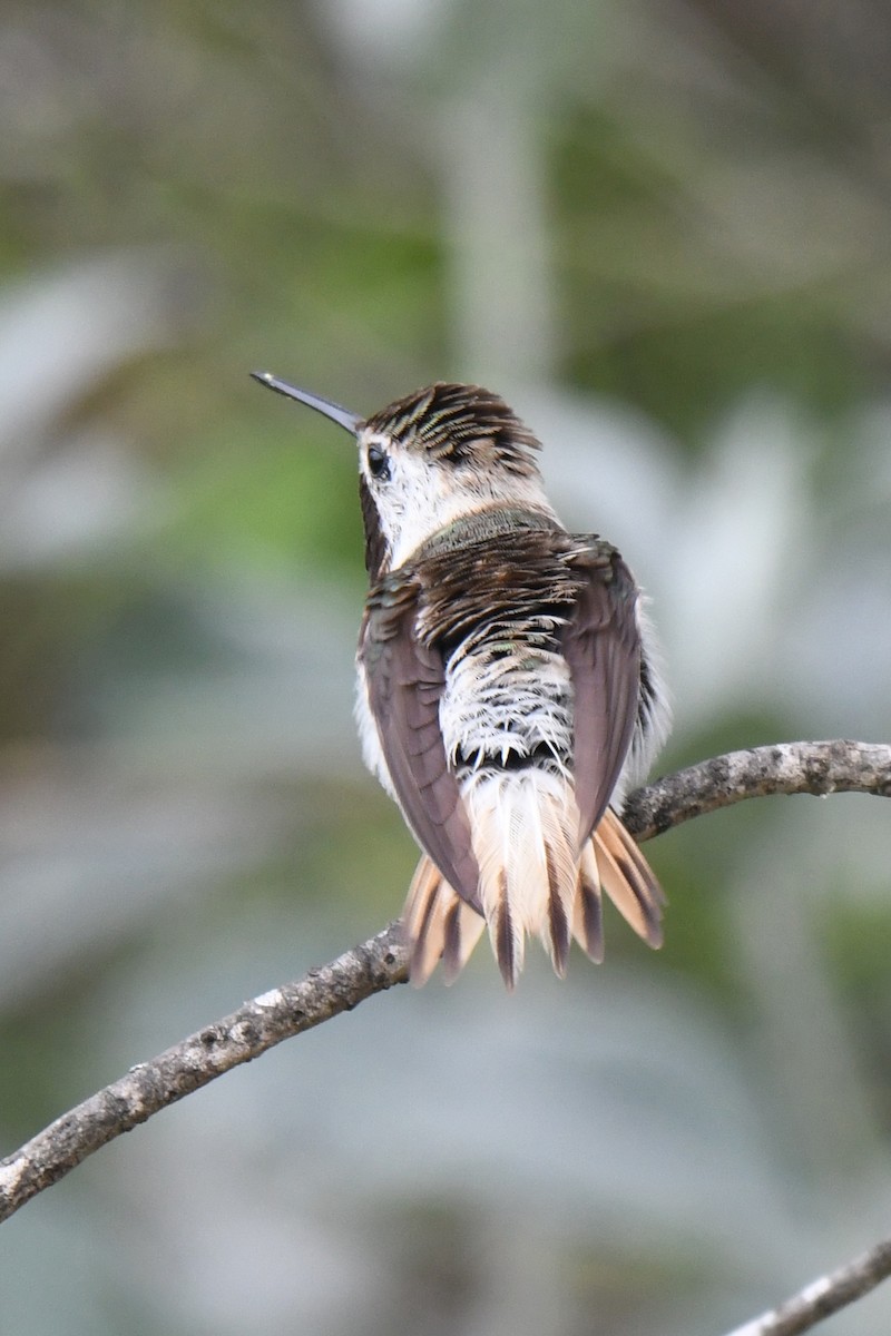 Allen's Hummingbird - ML618863796