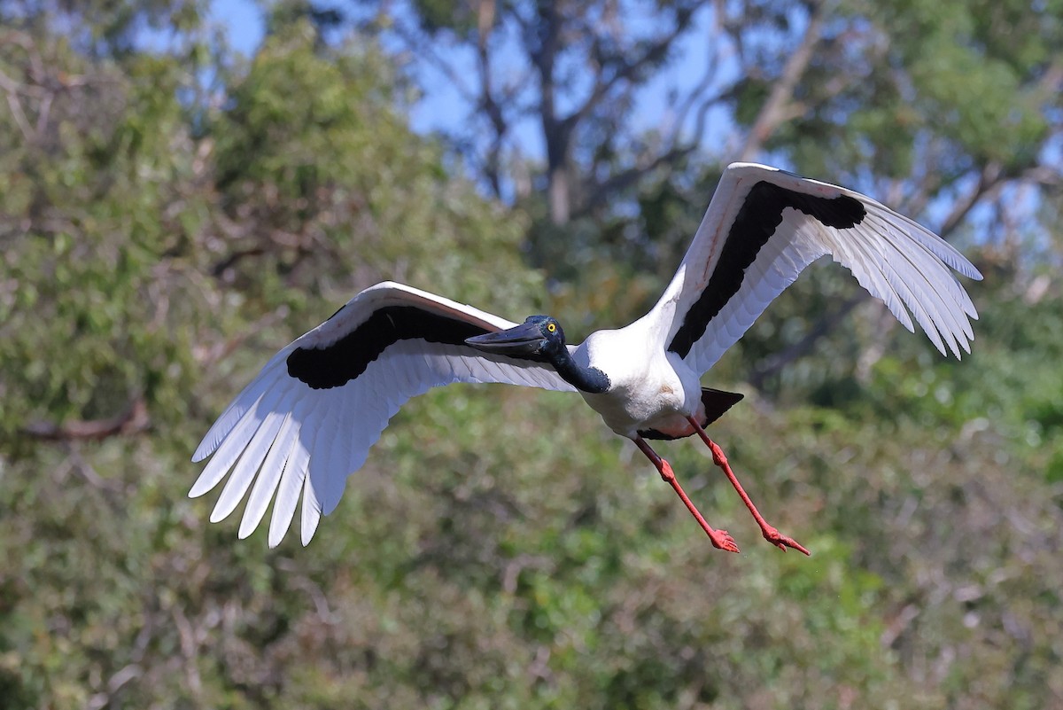 Black-necked Stork - Tony Ashton