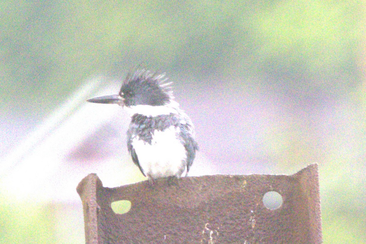 Belted Kingfisher - ML618863810