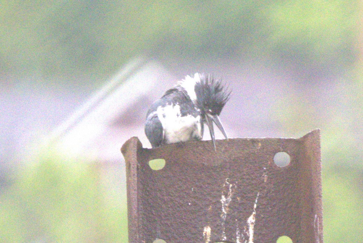 Belted Kingfisher - ML618863811