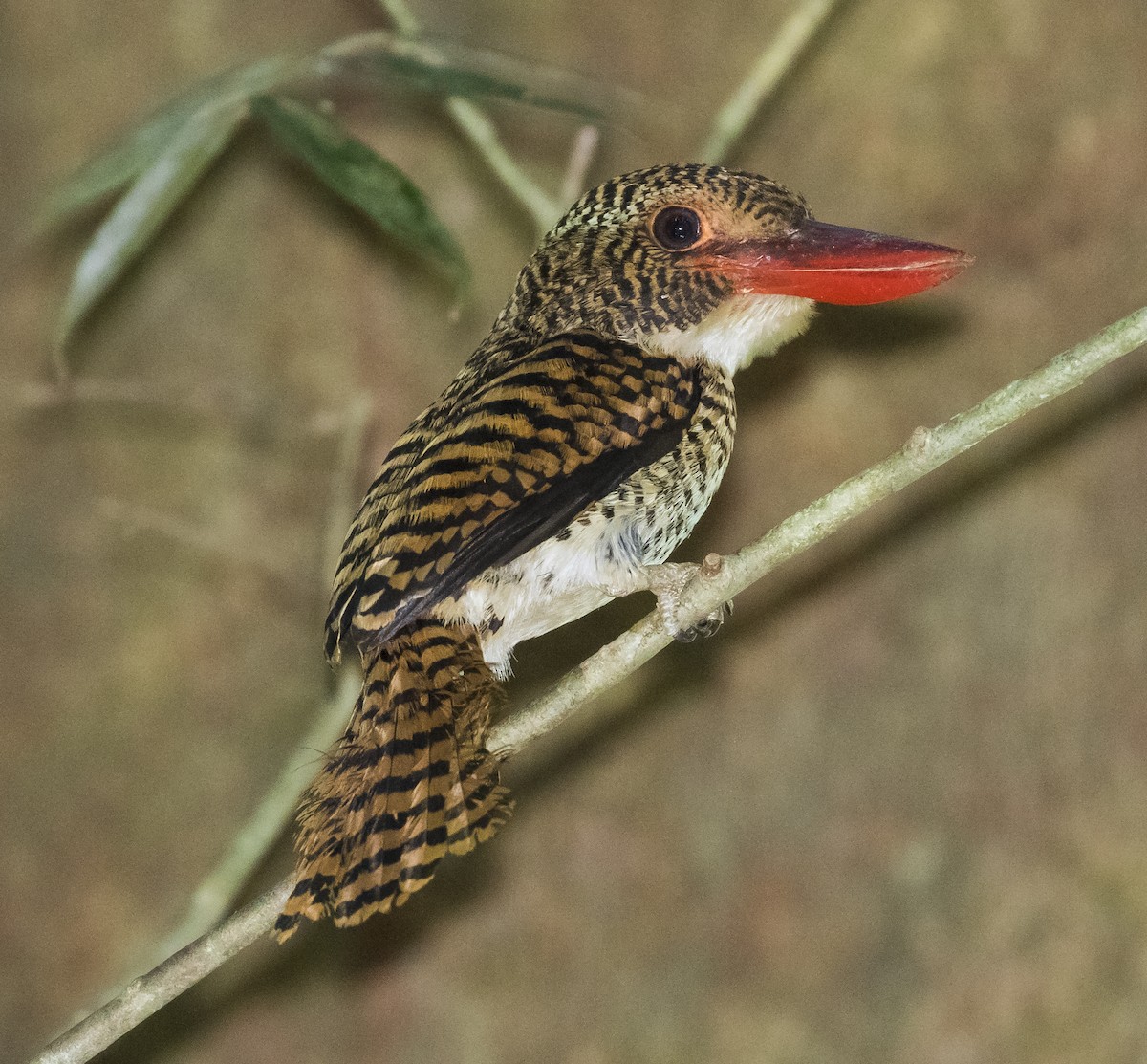 Banded Kingfisher - John le Rond
