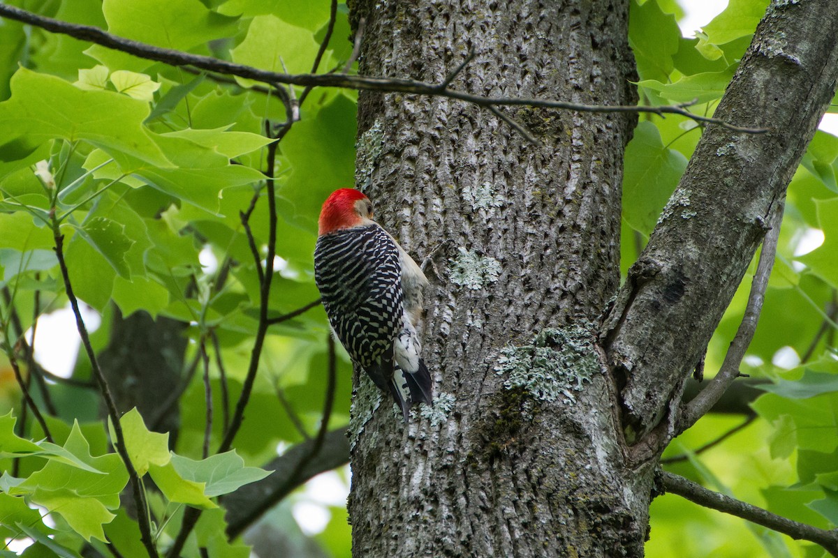 Red-bellied Woodpecker - ML618863830