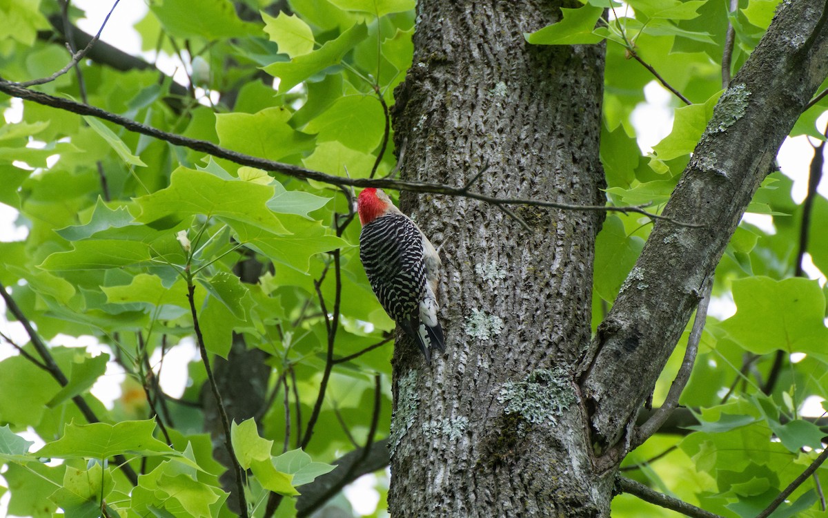 Red-bellied Woodpecker - Stella Tea