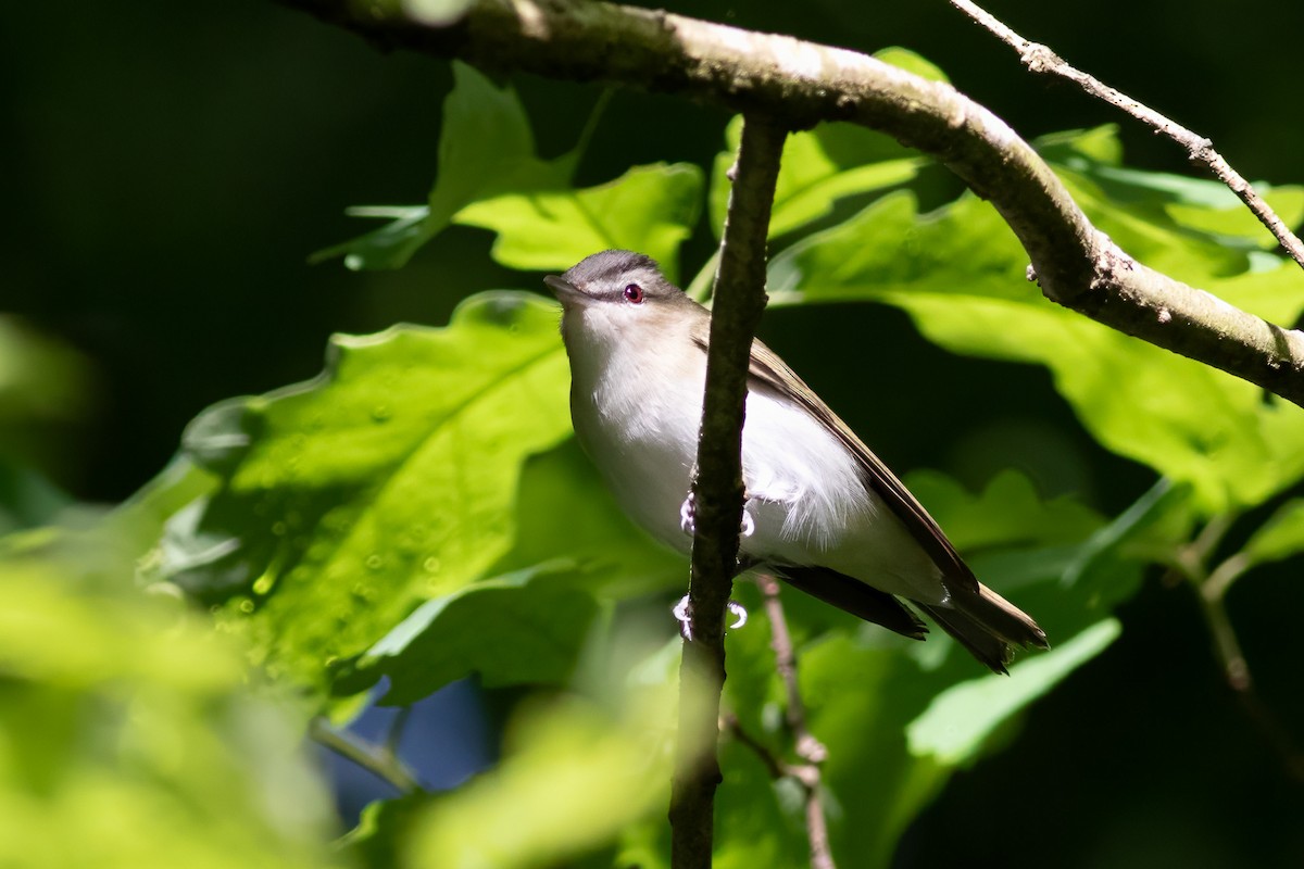 Red-eyed Vireo - Kyle Wesloh