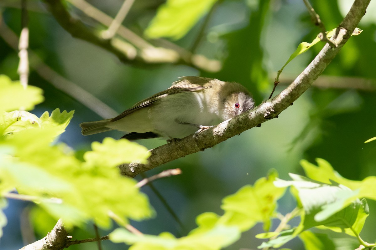 Red-eyed Vireo - Kyle Wesloh