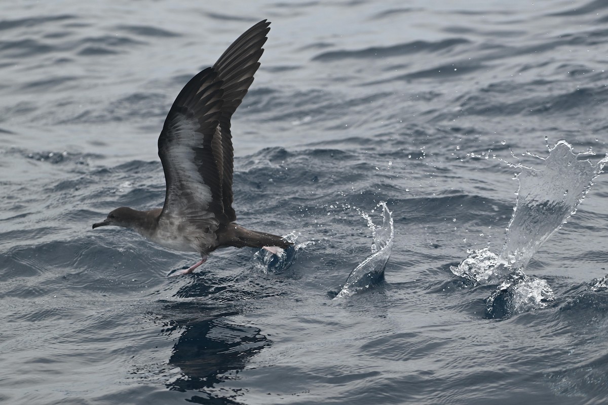 Wedge-tailed Shearwater - D T