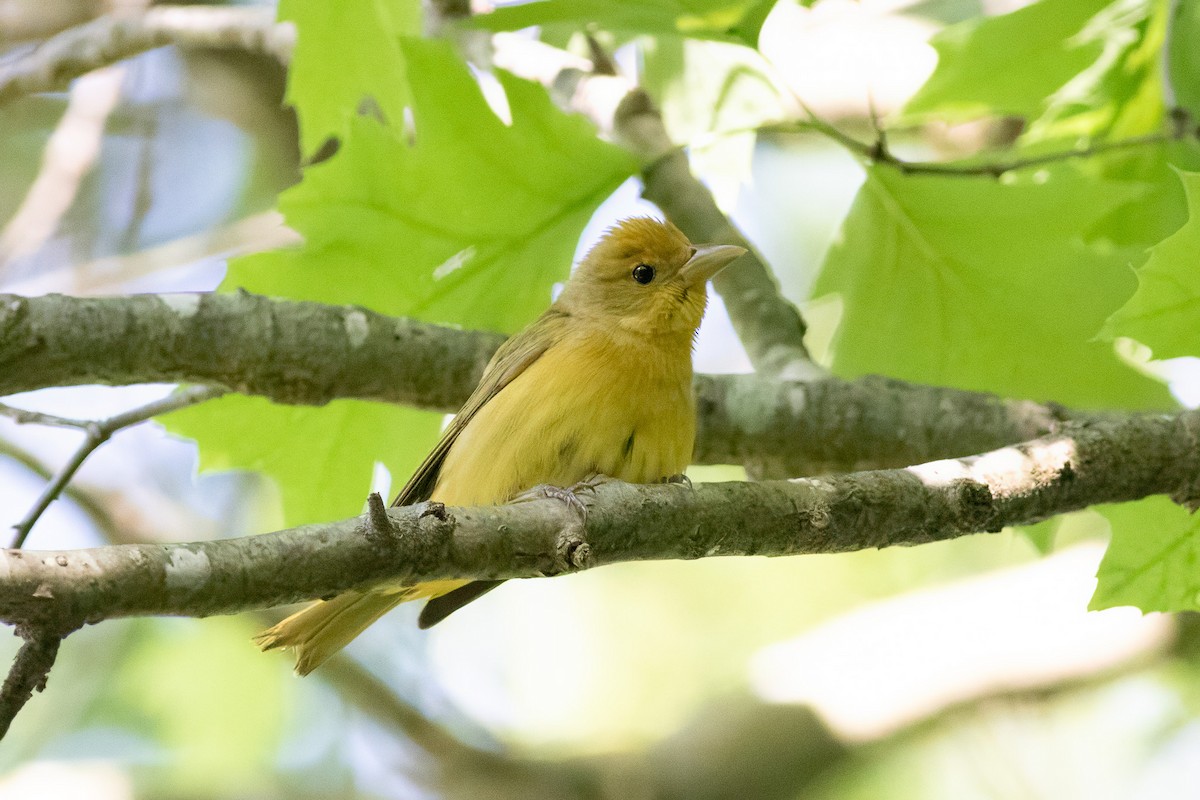Summer Tanager - Kyle Wesloh