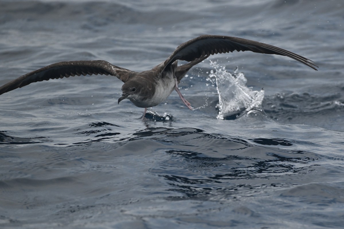 Wedge-tailed Shearwater - D T