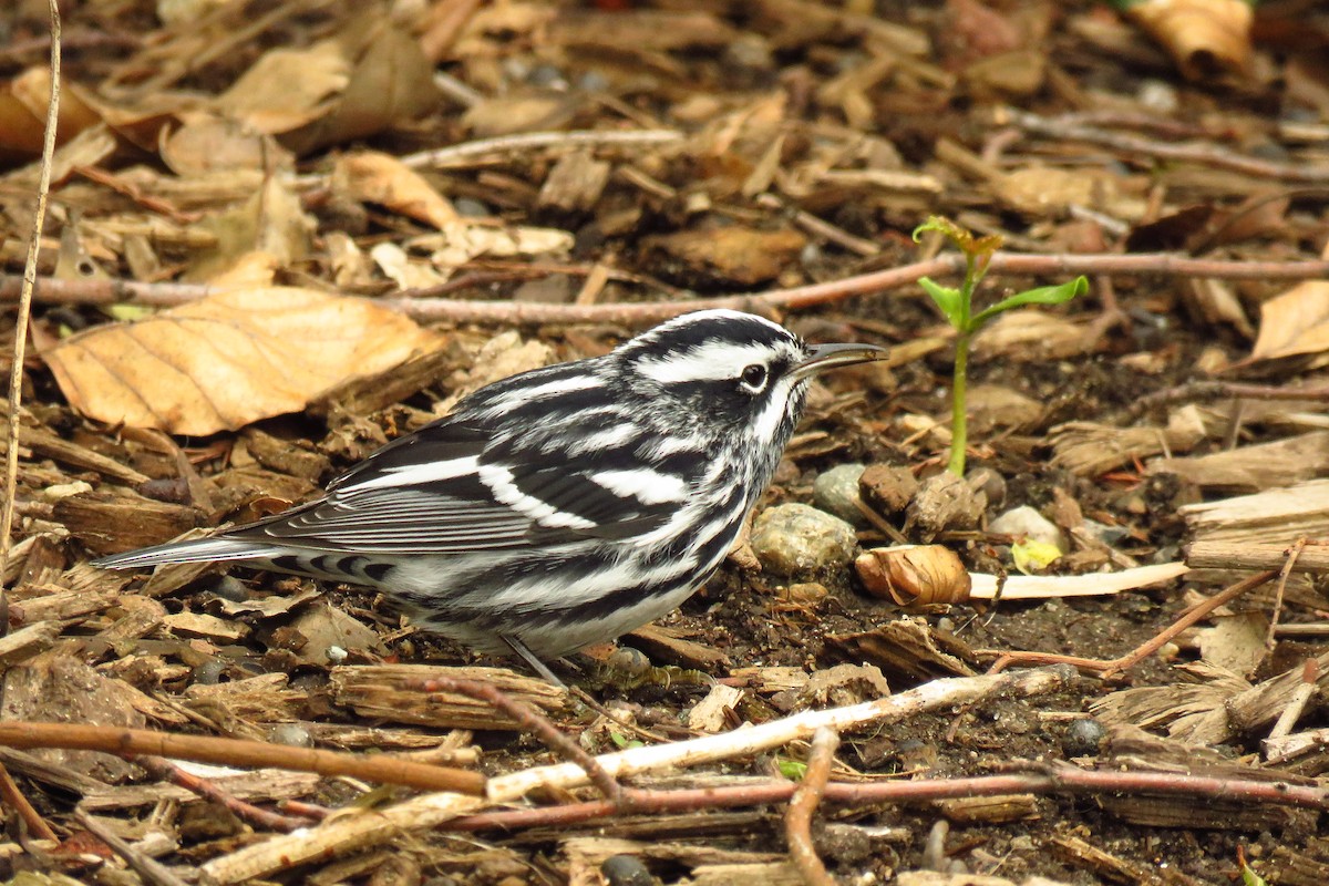 Black-and-white Warbler - ML618863871