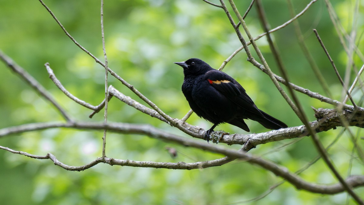 Red-winged Blackbird - Stella Tea
