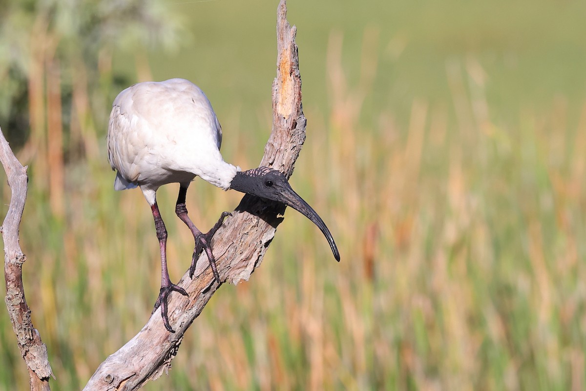 ibis australský - ML618863875